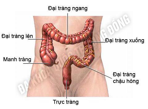 sa-truc-trang_1